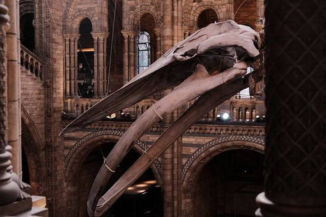 London: Natural History Museum Guided Tour With Fast Entry