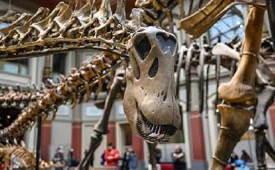 London: Natural History Museum Guided Tour With Fast Entry